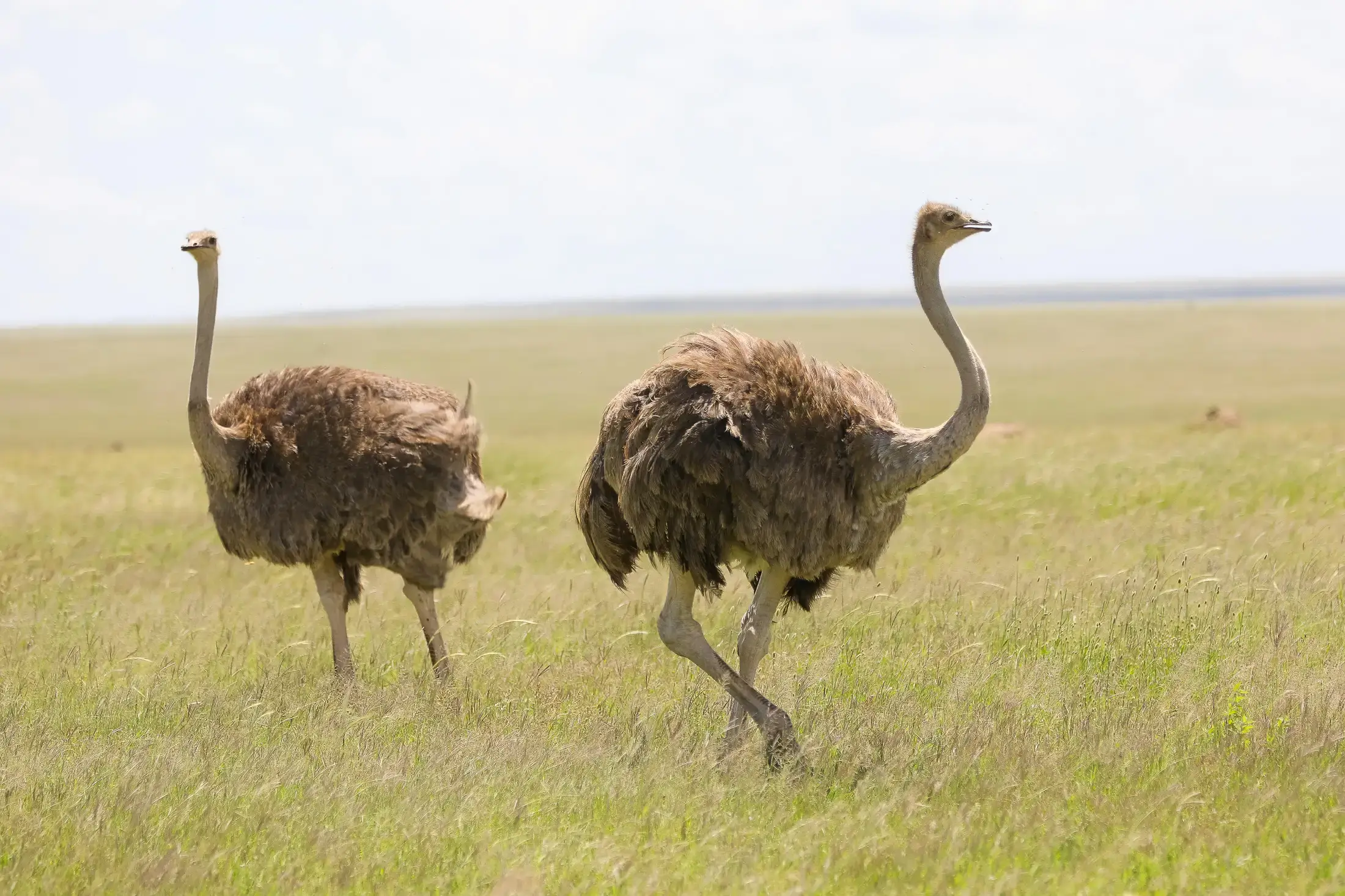 Safari vehicle navigating wild terrain