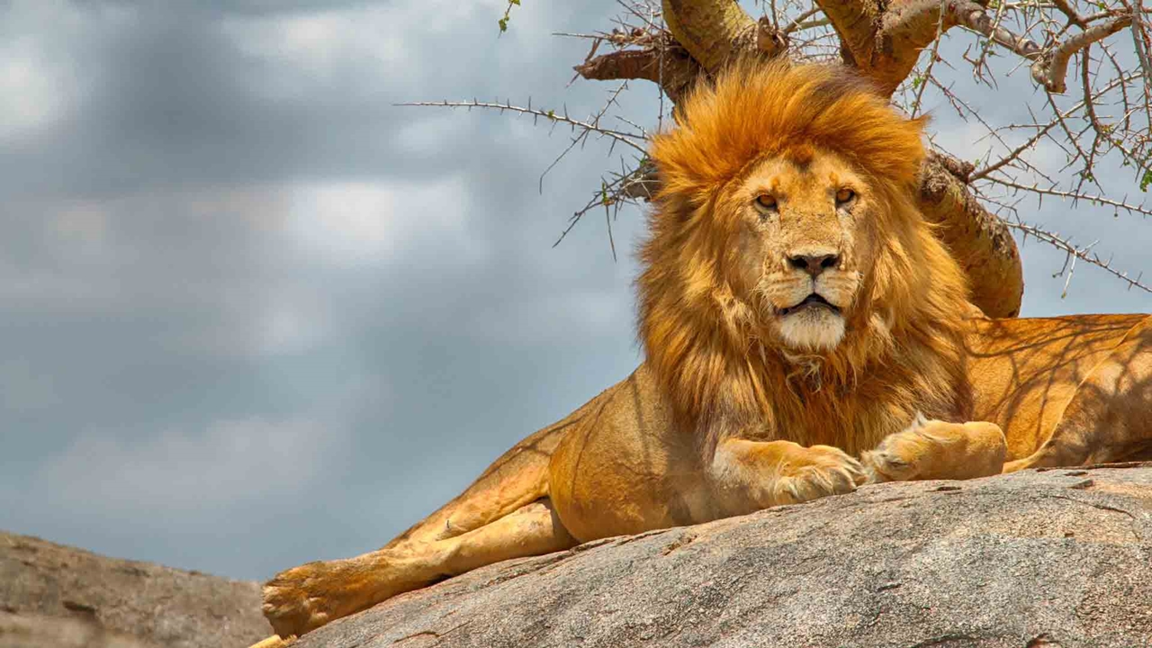 12-Day Serengeti Migration Safari and Zanzibar Luxury Holiday