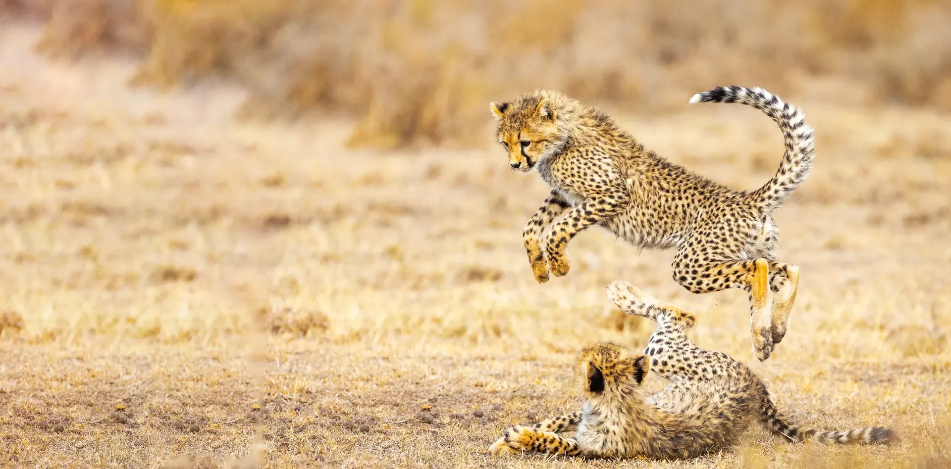 2-Day Tarangire and Ngorongoro Crater Safari