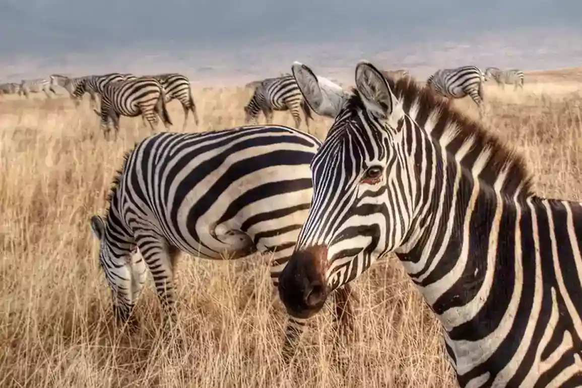 3-Day Best Tarangire, Ngorongoro and Lake Manyara Safari