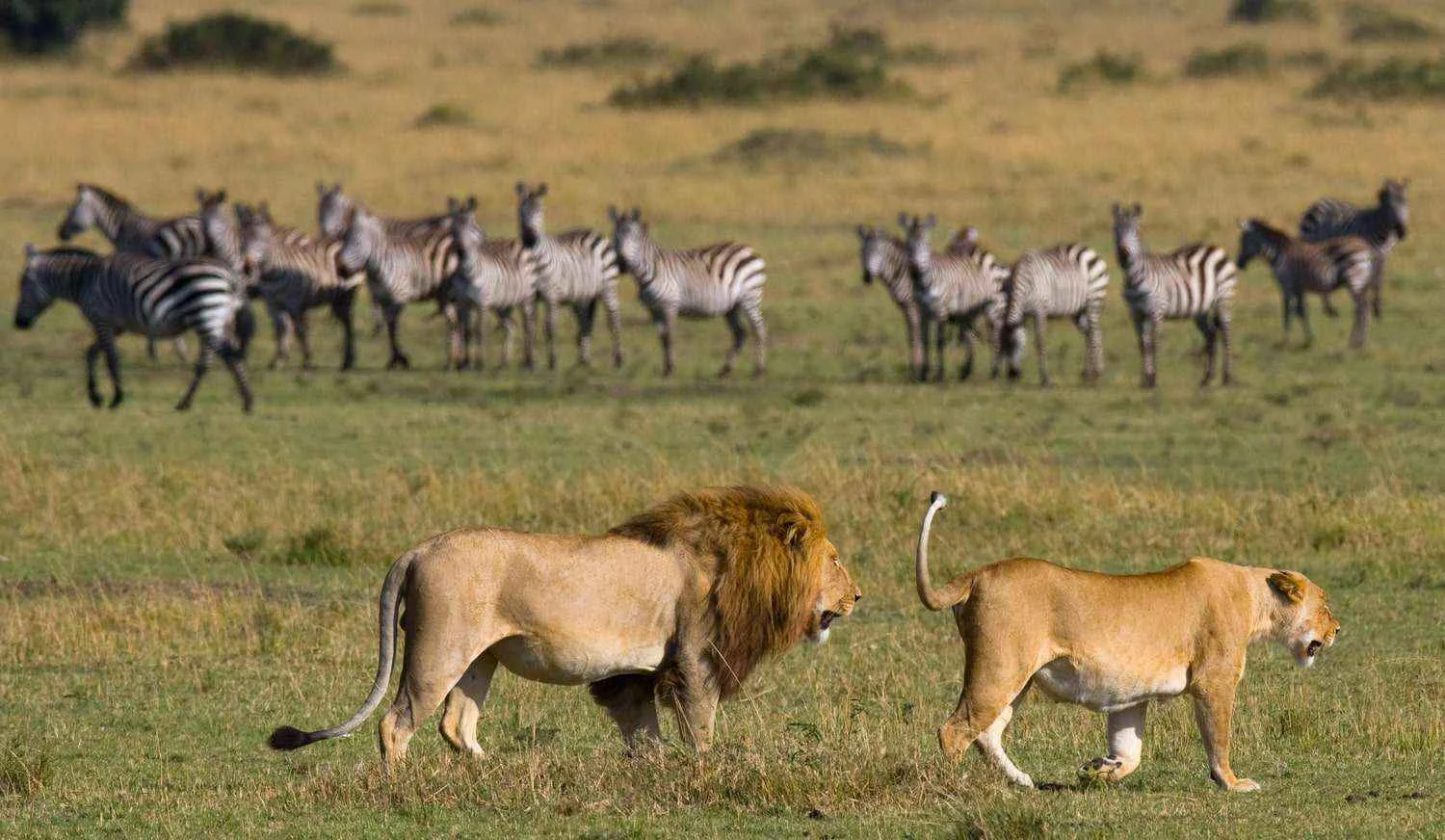 6-Day Budget Camping Safari: Tarangire, Serengeti and Ngorongoro
