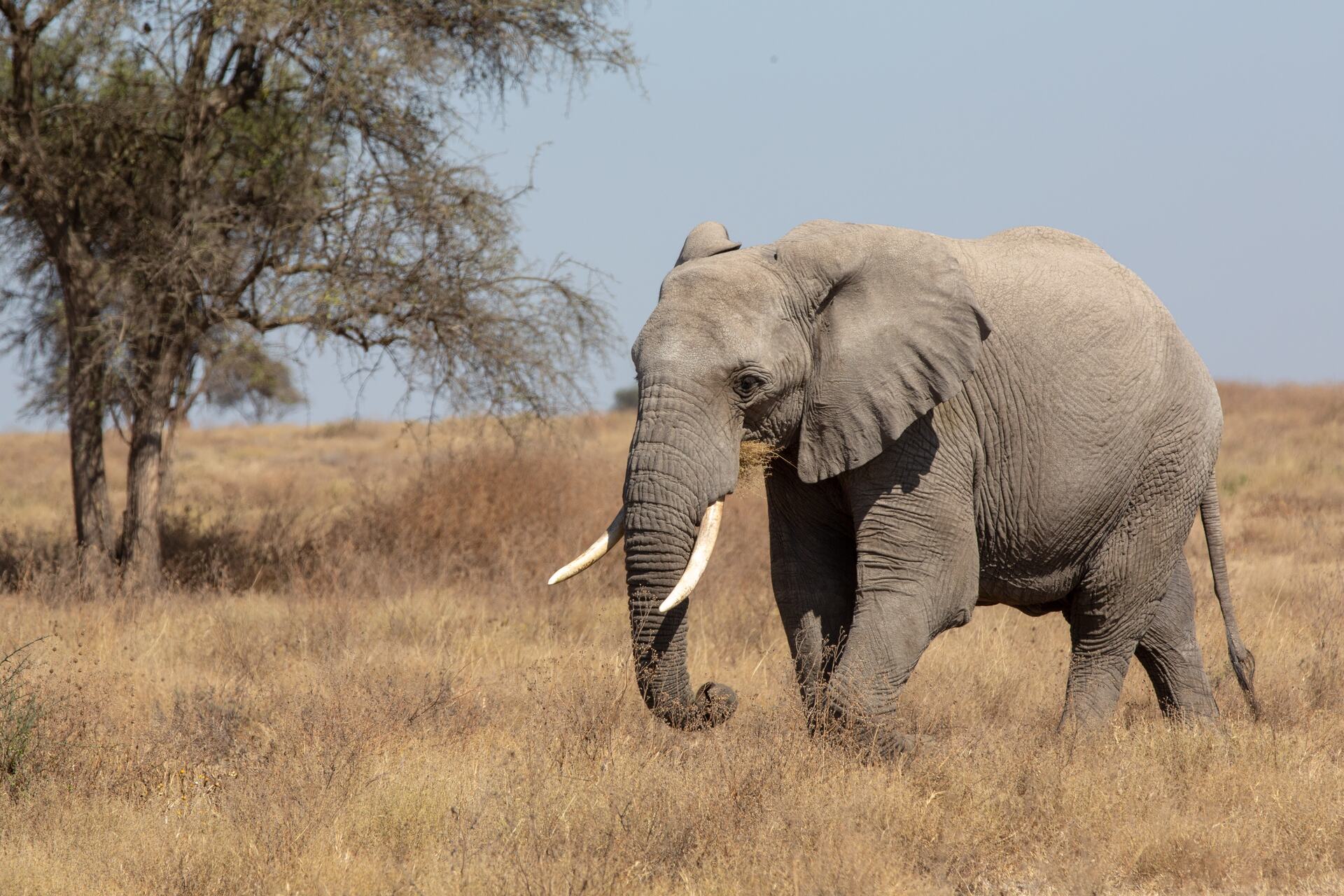 4-Day Tanzania Mid-Range Lodge Safari Wildlife Adventure