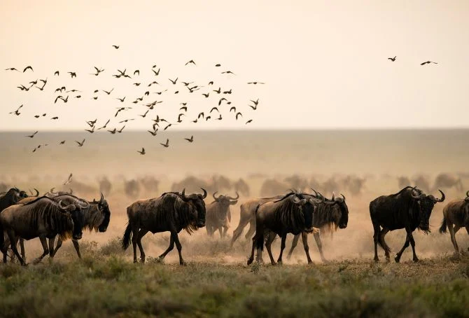 8-Day Great Migration Safari Experience in Serengeti and Ngorongoro