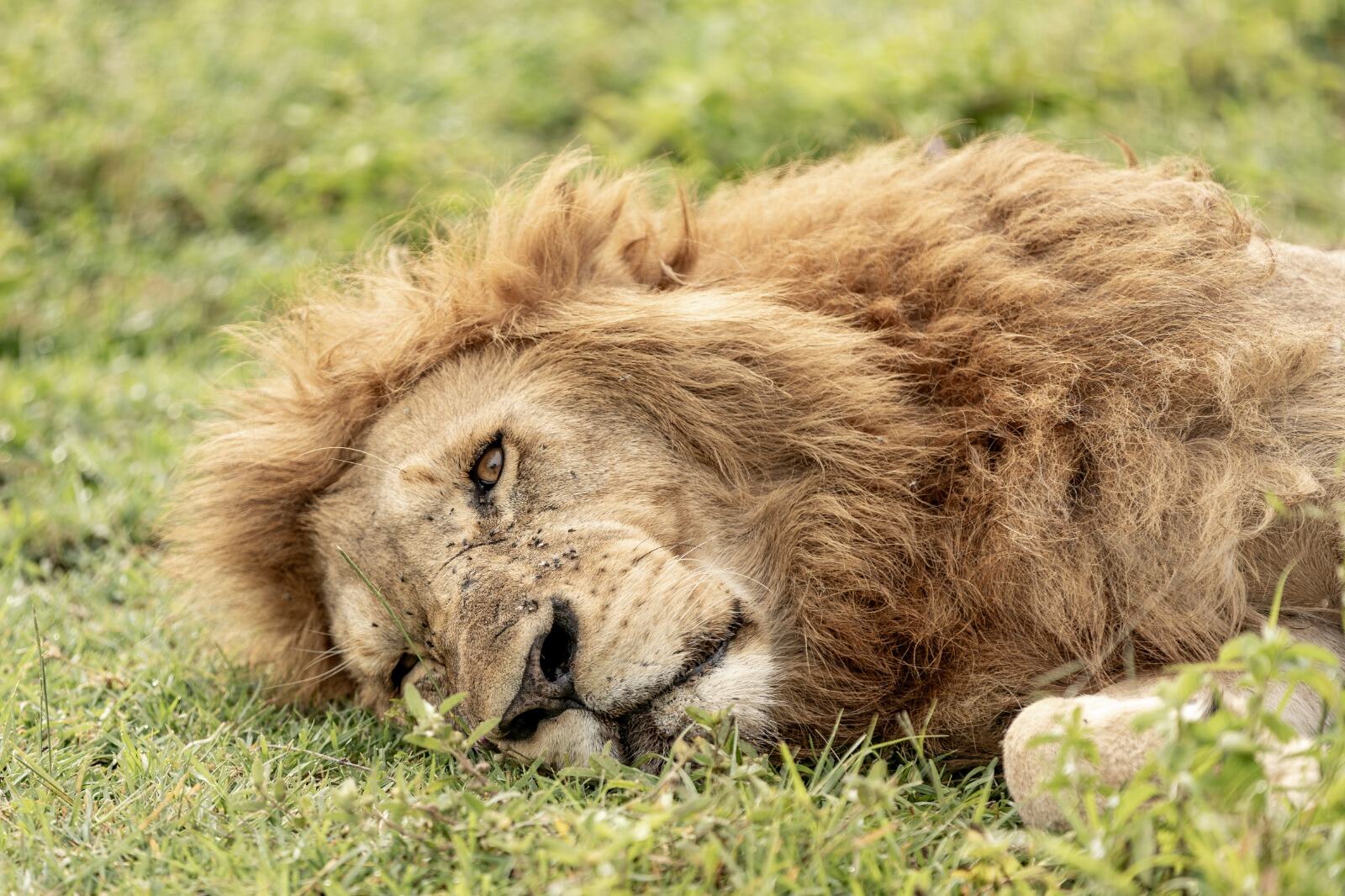 7-Day Ruaha and Nyerere Southern Circuit Safari