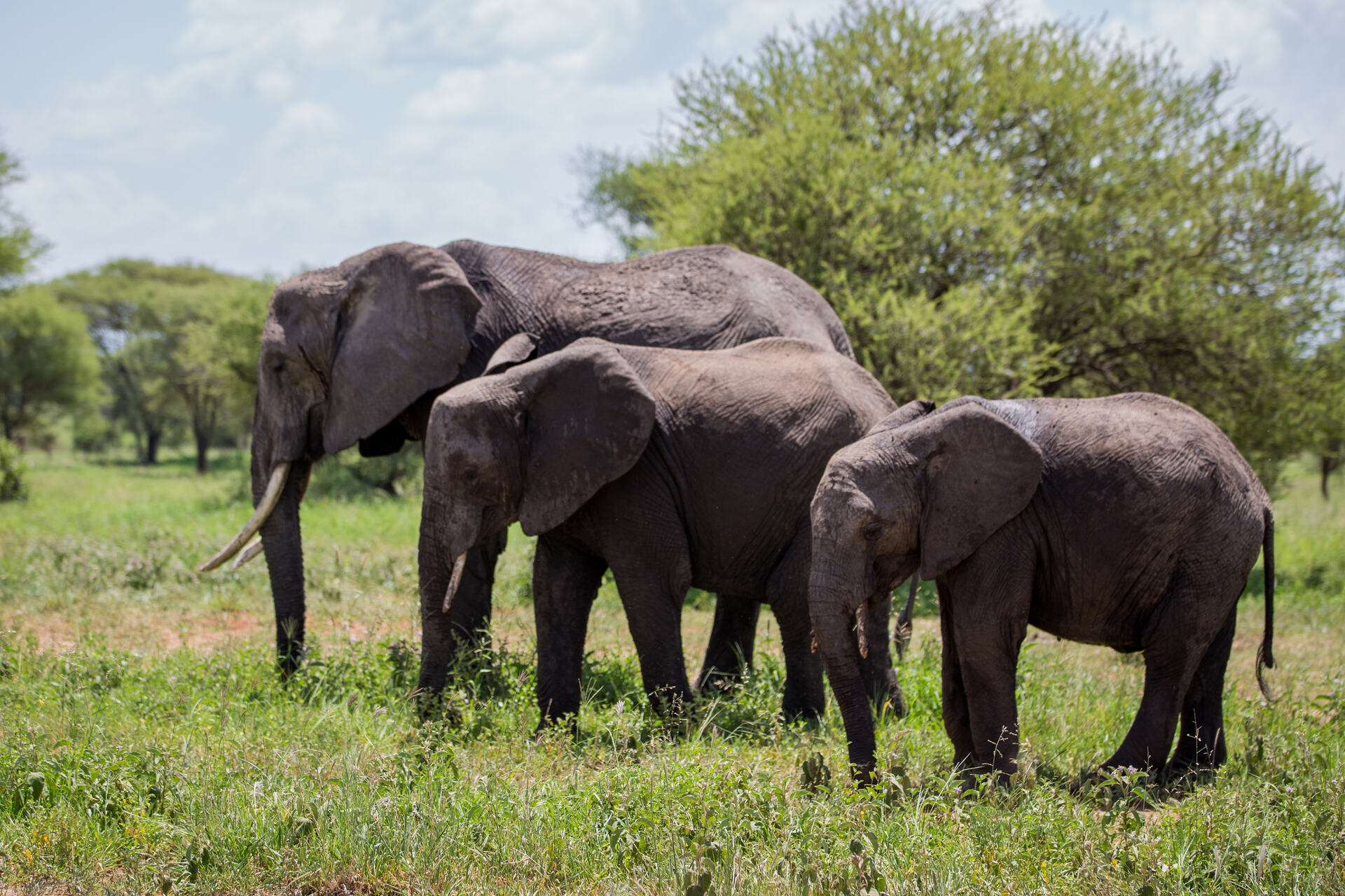 6-Day Ultimate Northern Tanzania Safari from Kilimanjaro Airport